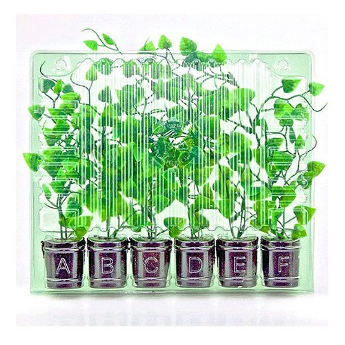 Blister Per Trasporto Talee 6 pz