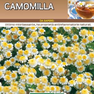 Camomilla