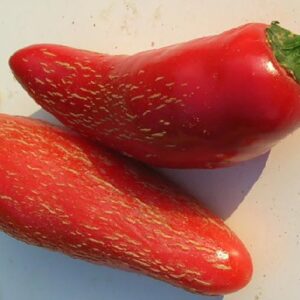 Peperoncino Jalapeno