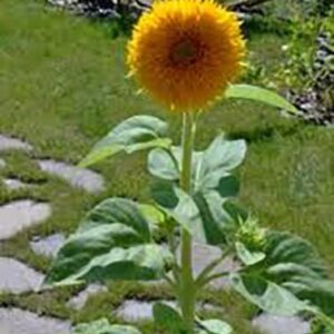 Girasole nano doppio