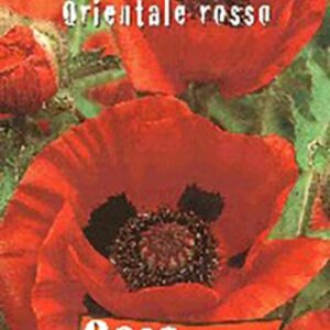 Papavero Orientale Rosso