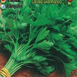 Prezzemolo gigante d'Italia