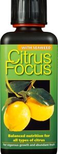 Citrus Focus 300 ml