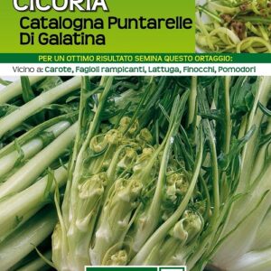 Cicoria Catalogna Puntarelle Di Galatina