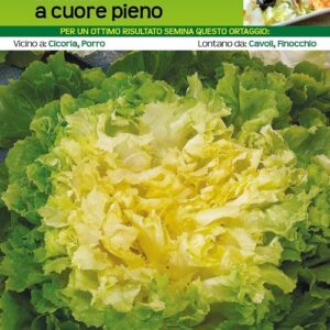 Indivia Scarola Bionda Cuore Pieno