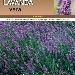 Lavanda Extra