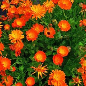 Calendula