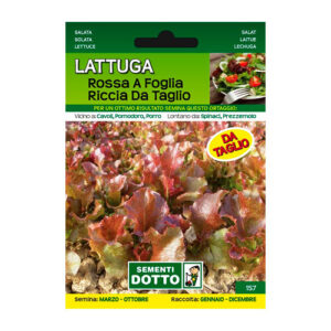 Lattuga Foglia Riccia Da Taglio