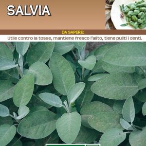 Salvia Officinale