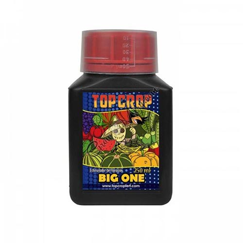 top_crop_big_one_2_1